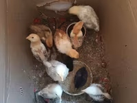 Chickens — फ़ोटो 3