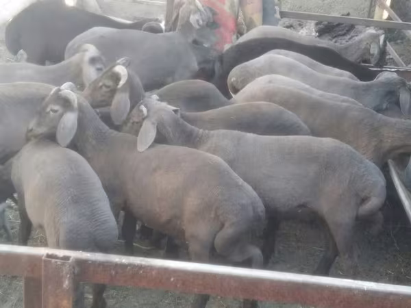 Qoç, Arabi sheep
