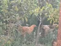 Chickens — foto 3