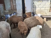 أغنام (دفعة، الجنس غير محدد), الأغنام — الصورة 3