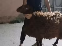 أغنام (دفعة، الجنس غير محدد), Karakul sheep — الصورة 2
