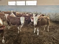 Buqa, Simmental cattle — 1-rasm