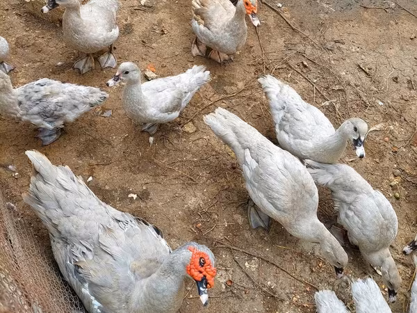 Ducks