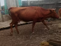 Cow, Cattle — photo 4