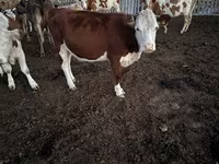 Kuh, Swiss cattle — Foto 5