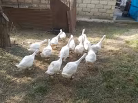 كوبان — الصورة 2