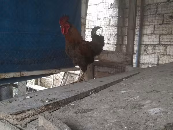 Chickens