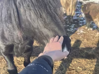 حصان, Percheron — الصورة 1