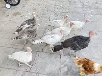برونز — الصورة 4