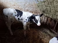 ثور, Russian Black pied cattle — الصورة 1