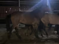 Hengst, Kazakh horse — Foto 3