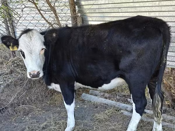 गाय, कजाख़स्तानी सफेद सिर वाली गाय