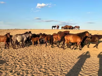 Madyan, Mugalzhar horse — foto 2