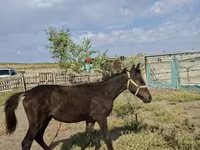 Stute, Kazakh horse — Foto 1