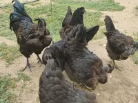 Chickens — 2-сурет