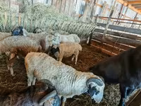 أغنام (دفعة، الجنس غير محدد), Hissar sheep — الصورة 4