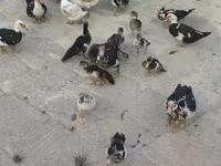 डोमेस्टिक मस्कोवी — फ़ोटो 1