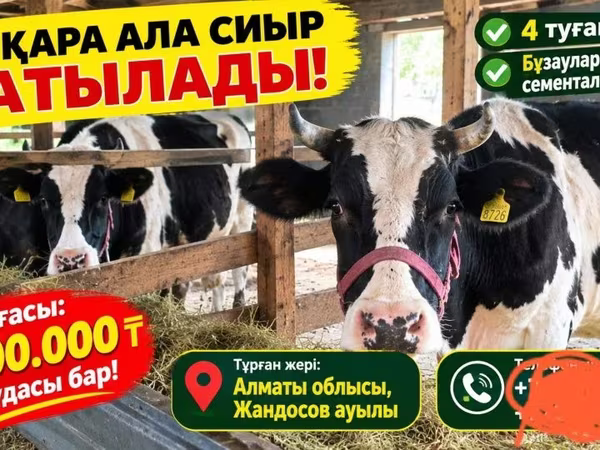母牛, Russian Black pied cattle