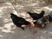 Chickens — 2-rasm