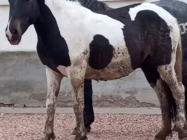 Stute, Pferde