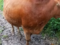 Cow, Cattle — photo 5