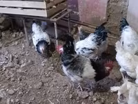 Chickens — Foto 4