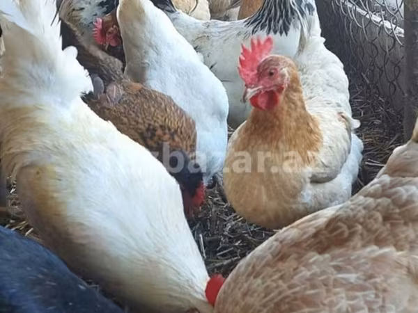 Leghorn