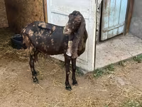 Ешкі, Kamori goats — 4-сурет