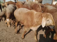Ziegenbock, Beetal goats — Foto 7