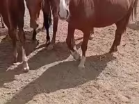 घोड़ी, घोड़े — फ़ोटो 1