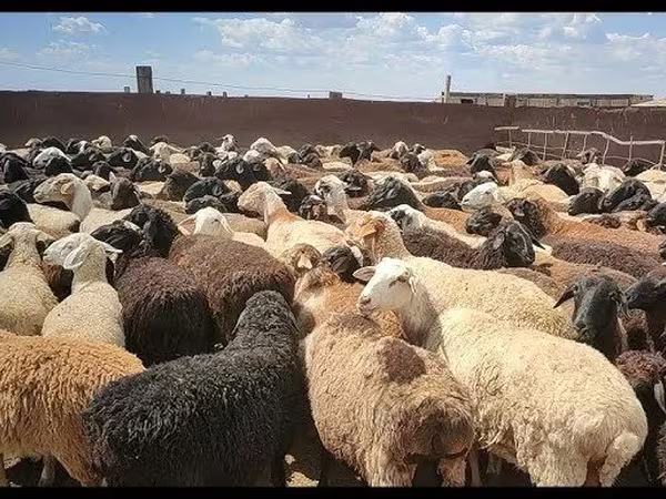 كبش, الأغنام