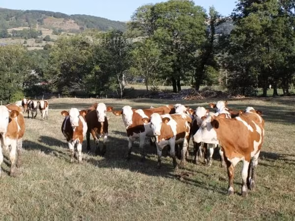 Kuh, Montbéliarde