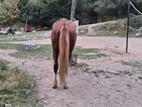 Hengst, Kazakh horse — Foto 4