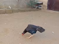 ओल्ड इंग्लिश गेम — फ़ोटो 1