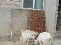बकरी, Saanen goat — फ़ोटो 1