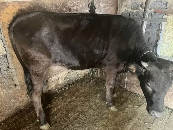 Kuh, Swiss cattle