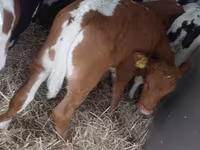 公牛, Simmental cattle — 照片 3