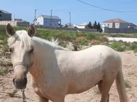 Айғыр, Azerbaijan horse — 1-сурет