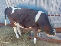 Kuh, Simmental cattle — Foto 5