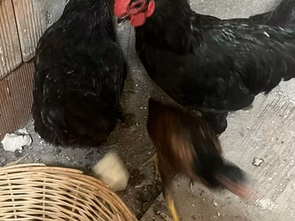 Chickens