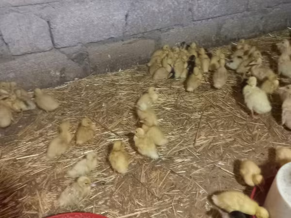 Ducks