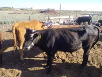 Kuh, Simmental cattle — Foto 2
