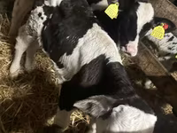 ثور, Russian Black pied cattle — الصورة 1