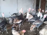 Turkeys — 1-rasm