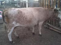 Vaca, Simmental cattle — foto 1