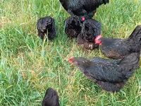 Gallo de pelea de fosa australiano — foto 5