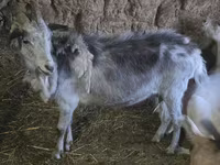 Ziege, Saanen goat — Foto 3