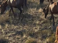 Horses (batch, sex not specified), Kazakh horse — photo 3