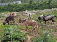 बकरी, Alpine goat — फ़ोटो 4