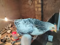 Adler Silver — Foto 3